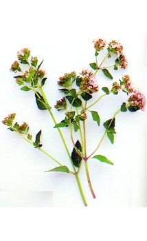 Lebiodka, czyli oregano